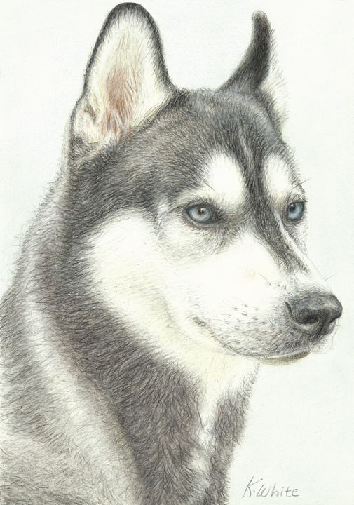 Husky Karen White Drawings & Illustration, Animals, Birds, & Fish