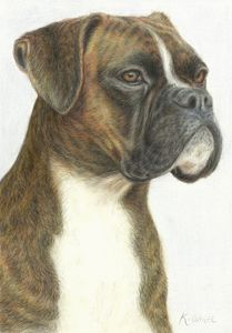 Boxer (Brindle