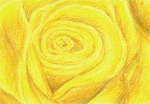 Yellow Rose