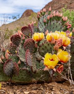 Cactus Flowers in Bloom
