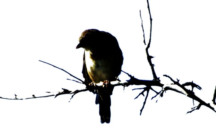 Lonely Bird - artofthedarling - Photography, Animals, Birds