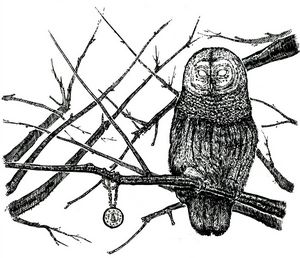 Owl sketch