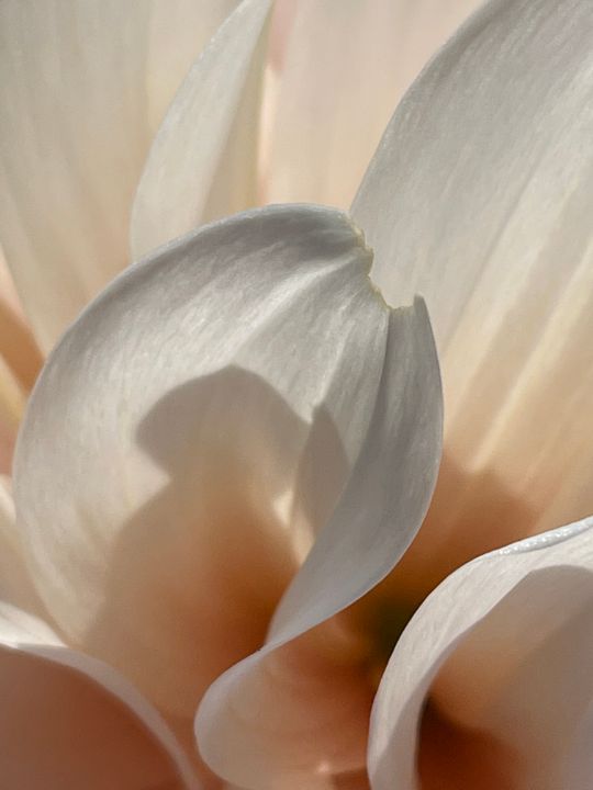 Dahlia Petals - Magnolia Photography