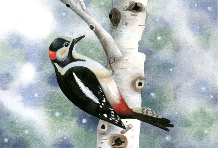 Woodpecker on White Birch - Rebekah's Nature Art