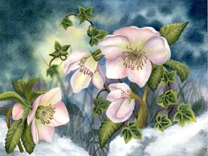 Christmas Roses in Snow