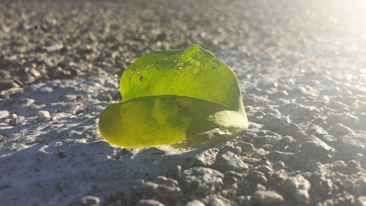 Sunny Leaf on Concrete - JL Robinson