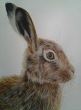 Original painting of a hare