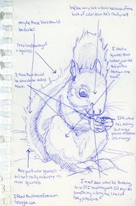 Squirrel