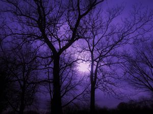 Purple Sky and Dark Trees - Eli Grey - Photography, Flowers, Plants, & Trees,  Trees & Shrubs, Other Trees & Shrubs - ArtPal