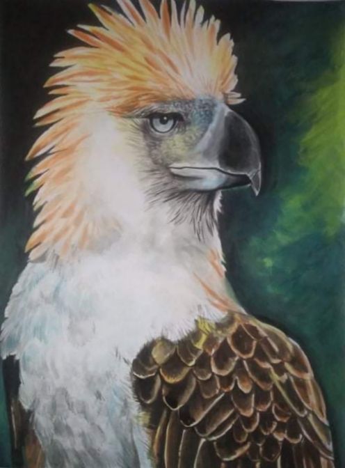 philippine national bird drawing