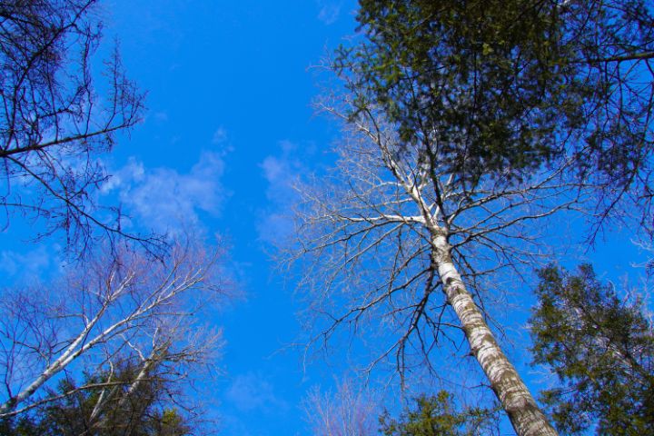 Tree Top Photography Tree Tops - JF Fine Art - Photography, Landscapes & Nature, Forests ...
