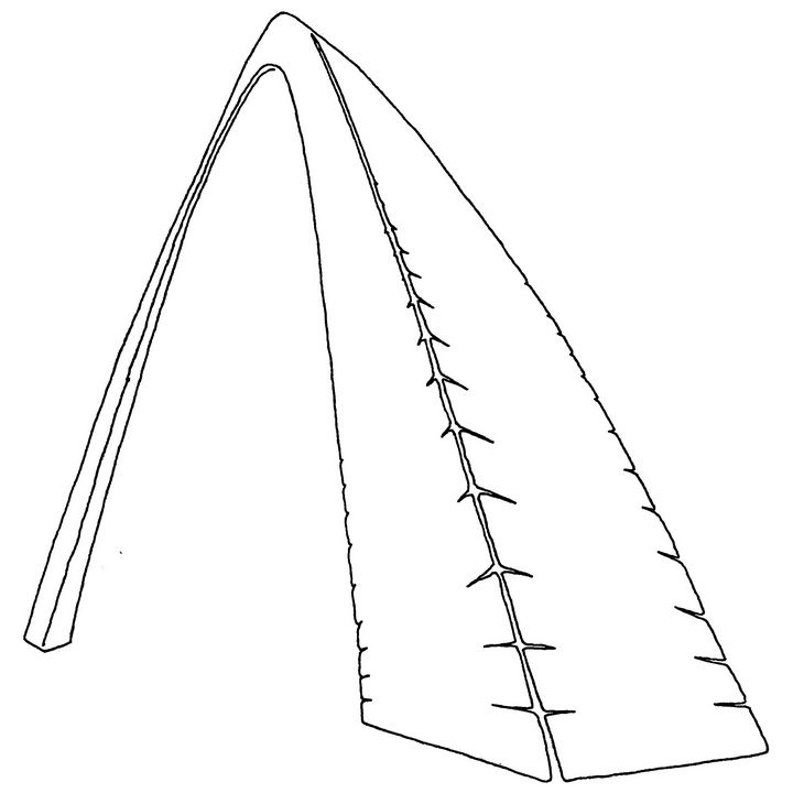 St Louis Gateway Arch coloring page  Free Printable Coloring Pages