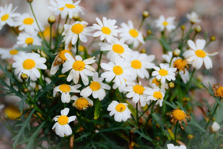 daisies in the garden - stephanie meehan