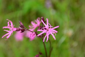 pretty pink pollnagollum