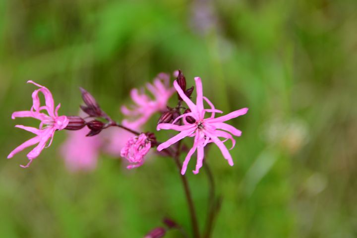 pretty pink pollnagollum - stephanie meehan