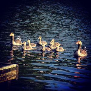 family of geese