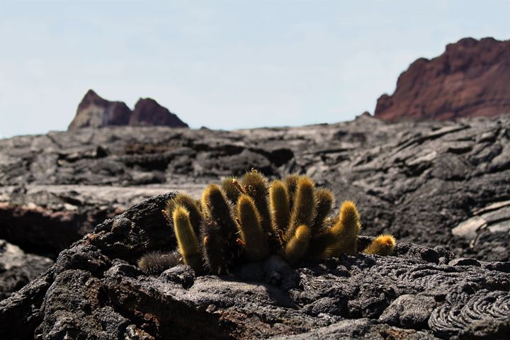 Galapagos Lava Cactus - Catherine Sherman - Photography, Flowers, Plants, &  Trees, Plants, Cactus & Cacti - ArtPal