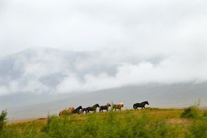 Icelandic Horses Running