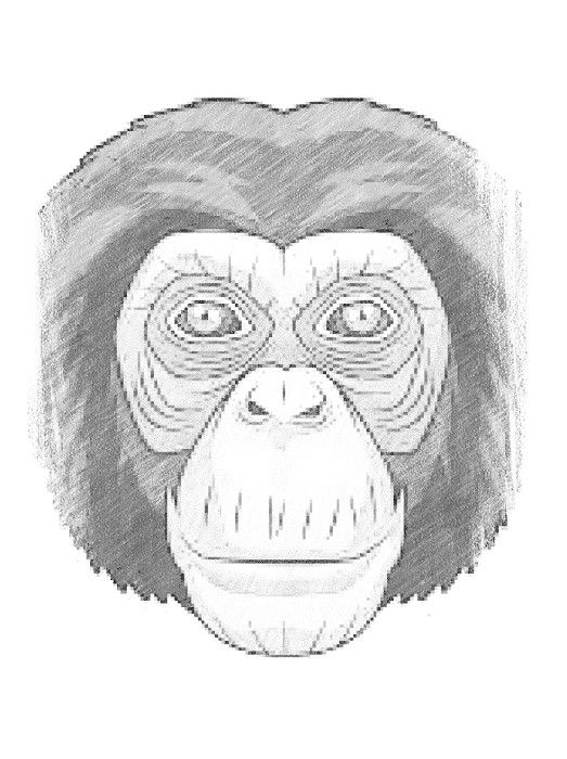 Monkey Cartoon Face Drawing, Sad Monkey s, mammal, face, vertebrate png |  PNGWing