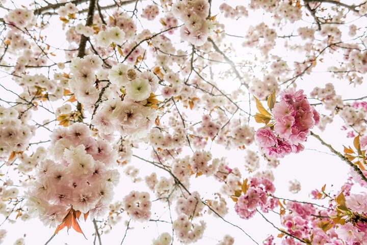 Cherry flowers in Kyoto - Renato Navarro Photography