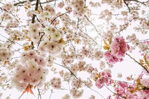 Cherry flowers in Kyoto