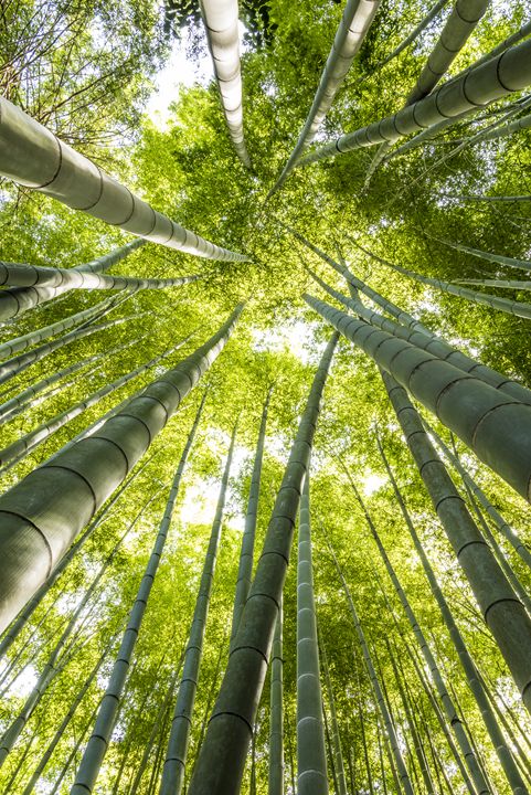 Bamboos forest - Renato Navarro Photography