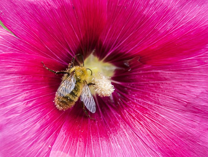 Bee covers with polen - Renato Navarro Photography