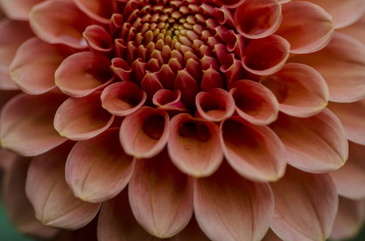 Amber Queen After The Rain - Chad Sedam Photograhy - Photography