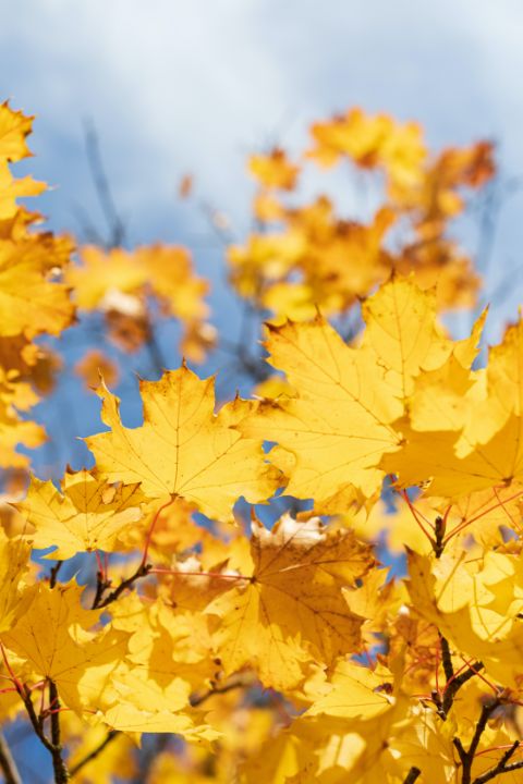 Yellow Fall Maple Leaves - John Manuel Photography - Photography ...