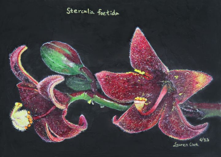 Sterculia foetida study - IvyRadicans Art