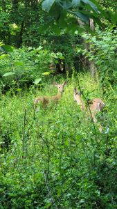 2 deer