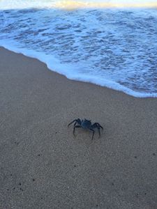 Maui Sand Crab