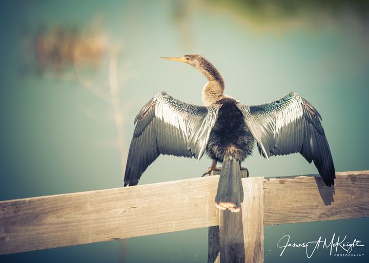 Basking in the sun - James A. McKnight Photography