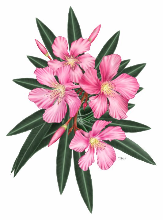 Pink Oleander - Darren Mitchell