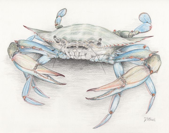 Blue Crab - Darren Mitchell