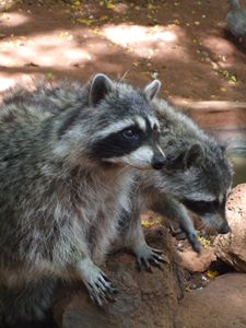 Raccoon rascals