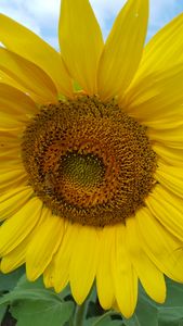 Honeybee on a Sunflower