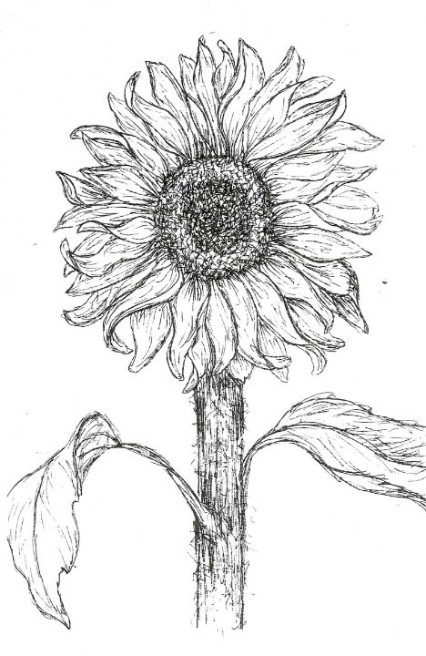 How to Draw a Sunflower Step by Step | Hihi Pencil - YouTube