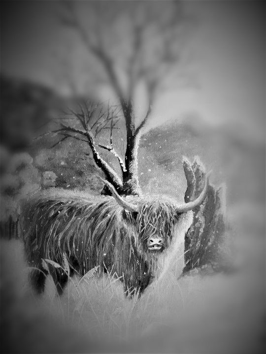 Highland Cow - Ewa K