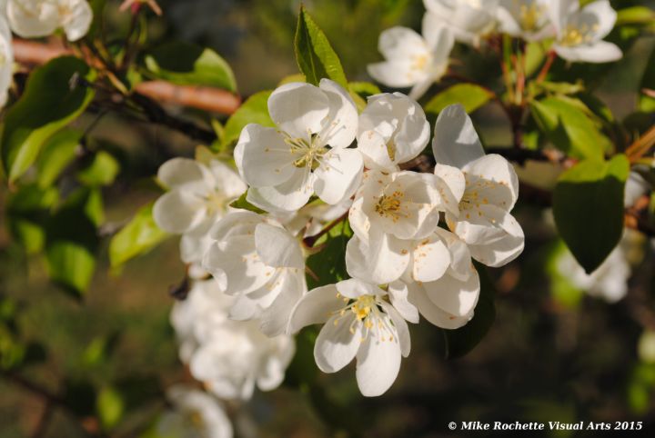 Apple flowers - Mike Rochette Visual Arts - Photography, Flowers ...
