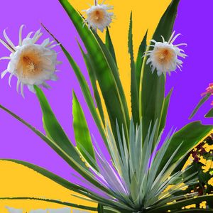 TROPICAL FLOWERS & AGAVES