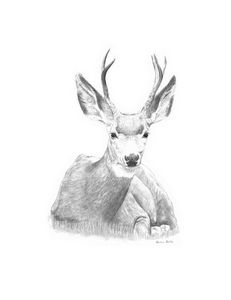 Deer Resting - Devon Gillis