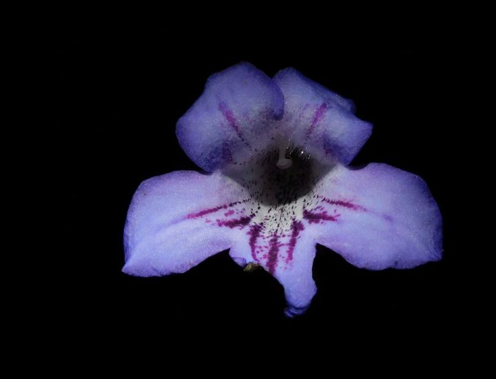 African Primrose - Zoë LJ Photography - Photography, Flowers, Plants ...