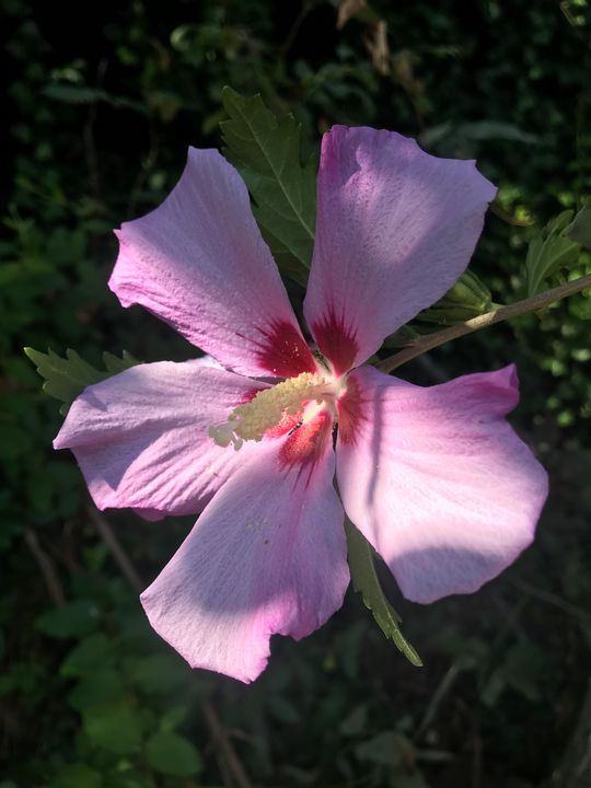 Light Purple Hibiscus - Haughey Photography