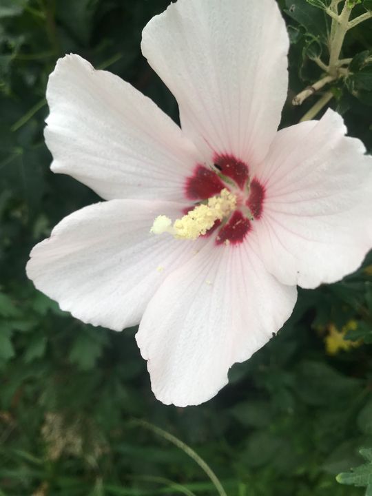Beautiful White Hibiscus - Haughey Photography