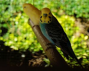 Budgies On A Perch