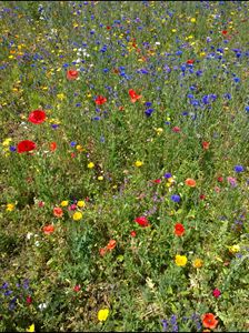 Colourful Flowers in a Meadow