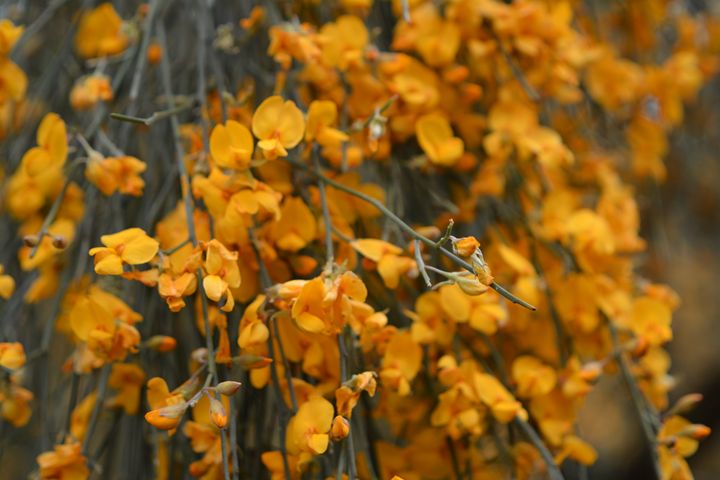 Yellow Rain Dogwood Australian Na Geraldine Cote