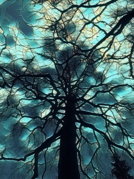 Fall Trees - Luminous - 1 - MeNeilly Art Productions