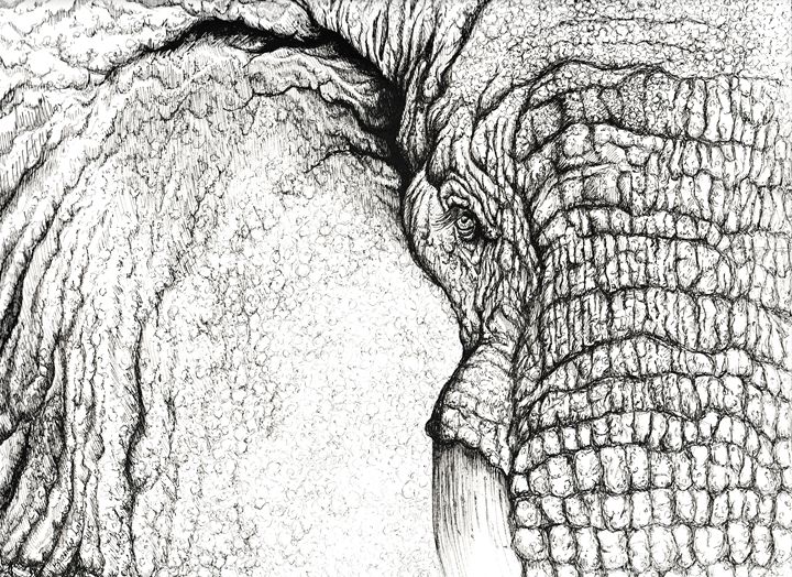 Original Art, Elephant Pen and Ink Drawing, Wildlife Illustration